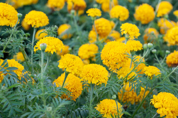 Beautiful yellow marigold bloom with sunlight in the garden on blur nature background.