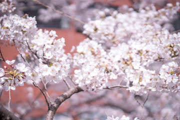 桜