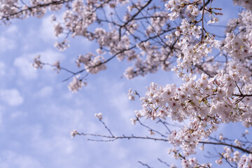 桜