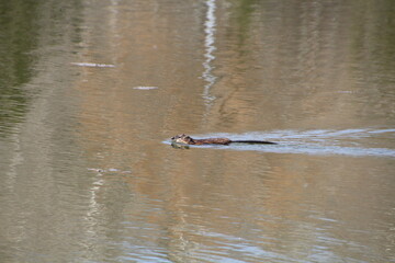 Muskrat On The Water, Gold Bar Park, Edmonton, Alberta