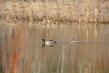 Ducks On The Water, Gold Bar Park, Edmonton, Alberta