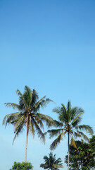 Fototapeta na wymiar Two coconut trees with blue sky background