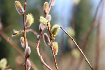 Battle Of The Bees, Gold Bar Park, Edmonton, Alberta