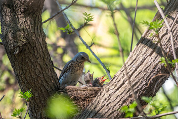 Thrush fieldfare, Turdus pilaris, in a nest with chicks