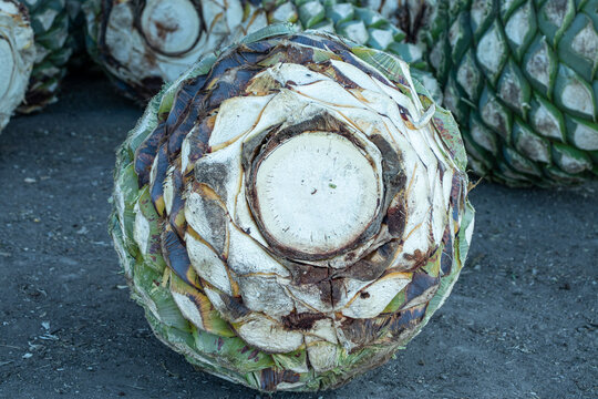 Pi&ntilde;a de agave close up