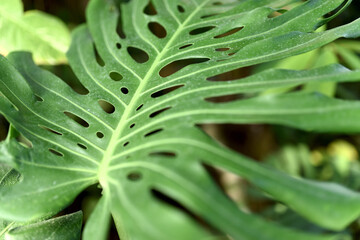 観葉植物