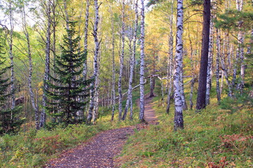 A path in the autumn mixed forest illuminated by the rays of the setting sun. Resort Belokurikha. Altai region.
