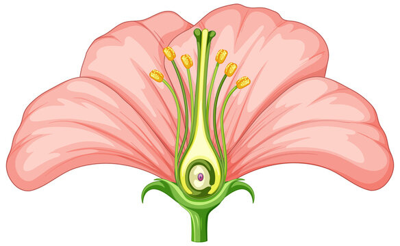 Diagram showing parts of flower