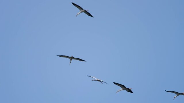 Flock of birds overhead