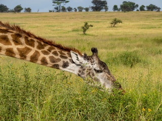 Serengeti National Park, Tanzania, Africa - February 29, 2020: Giraffes grazing along the savannah