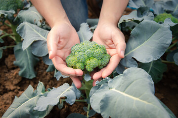 Hands of a man picking a broccoli from the plant. Organic vegetable in nursery farm.
