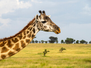 Serengeti National Park, Tanzania, Africa - February 29, 2020: Giraffes grazing along the savannah