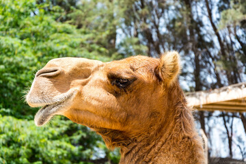 Closeup of the head of an Arabian camel in a field under the sunlight with a blurry