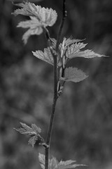 leaves in spring