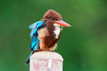 A fat, white-breasted kingfisher looking for food.