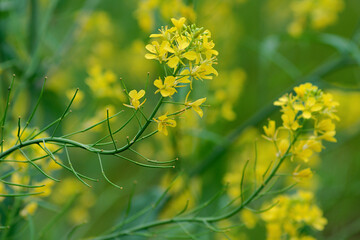 flowers in spring