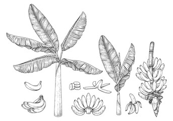 Banana tree fruit and blossom hand drawn retro illustration