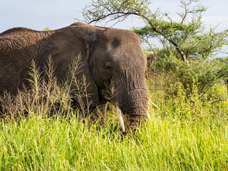 Naklejka na ściany i meble Serengeti National Park, Tanzania, Africa - March 1, 2020: Elephants eating breakfast in tall grass