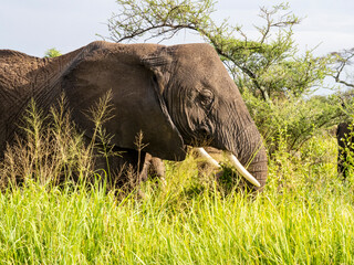 Naklejka na ściany i meble Serengeti National Park, Tanzania, Africa - March 1, 2020: Elephants eating breakfast in tall grass
