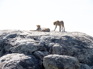Naklejka premium Serengeti National Park, Tanzania, Africa - March 1, 2020: Leopards resting on top of a rock in the sun