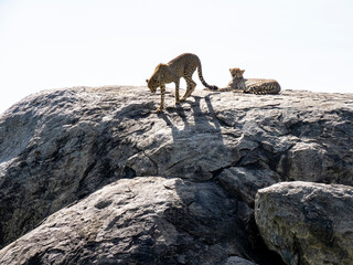 Serengeti National Park, Tanzania, Africa - March 1, 2020: Leopards resting on top of a rock in the sun