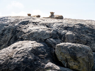 Serengeti National Park, Tanzania, Africa - March 1, 2020: Leopards resting on top of a rock in the sun