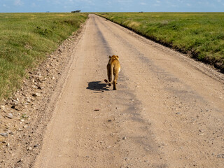 Serengeti National Park, Tanzania, Africa - March 1, 2020: Lioness walking along road of Serengeti National Park