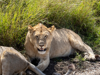 Serengeti National Park, Tanzania, Africa - March 1, 2020: Young lions resting along the side of the road