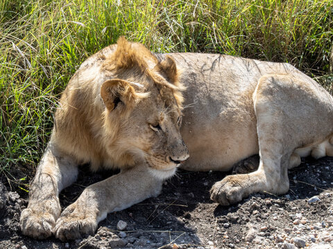 Serengeti National Park, Tanzania, Africa - March 1, 2020: Young lions resting along the side of the road