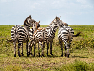 Serengeti National Park, Tanzania, Africa - March 1, 2020: Zebras in pairs on the side of the road