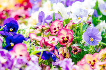 春の陽射しとパンジーとビオラ