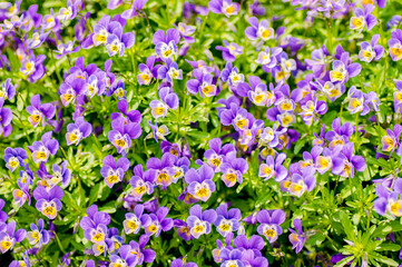 春　ビオラの花畑　紫