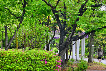 雨の新緑と藤棚