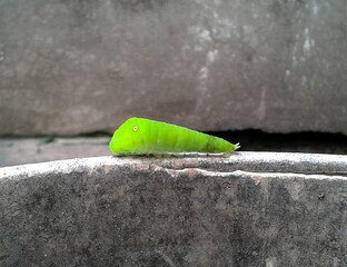A green caterpillar