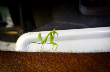 praying mantis 