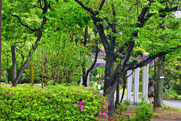 雨の新緑と藤棚と通行人