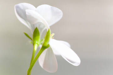 ベランダのゼラニウム。白のゼラニウムの花言葉は「育ちの良さ」「尊敬」