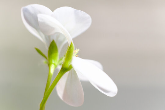 441 Best ベランダ菜園 Images Stock Photos Vectors Adobe Stock 441 Best ベランダ菜園 Images Stock Photos Vectors Adobe Stock