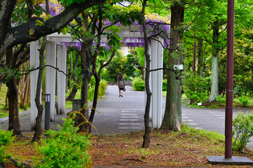 雨の新緑と藤棚と女性の後ろ姿