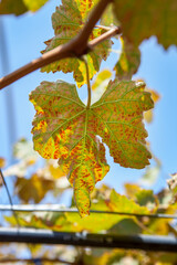 Panonychus ulmi the European red mite on leaves of wine