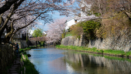 Fototapeta na wymiar 八幡堀と桜