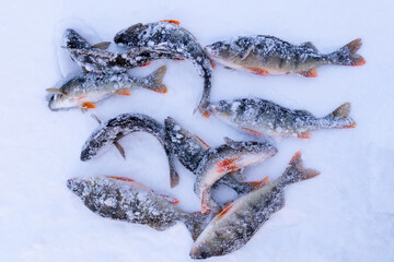 catch of perch on winter fishing. Freshly caught trophy snow background.