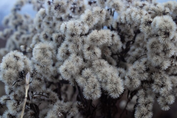 white color 