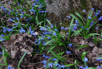 Blue spring flowers of snowdrops in the forest against the background of last year's leaves. The first snowdrops next to the old tree. Macro. Wallpaper. Selective focus.