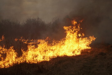 burning dry grass and plants 