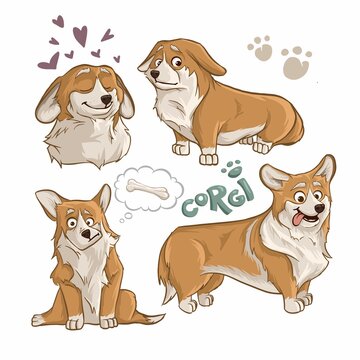A selection of vector images of corgi dogs