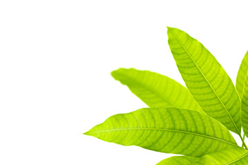 Young mango leaves on white background.