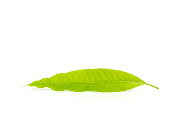 Young mango leaf on white background.