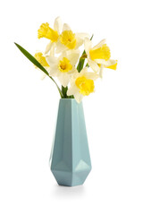 Vase with beautiful daffodils on white background