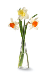 Vase with beautiful daffodils on white background